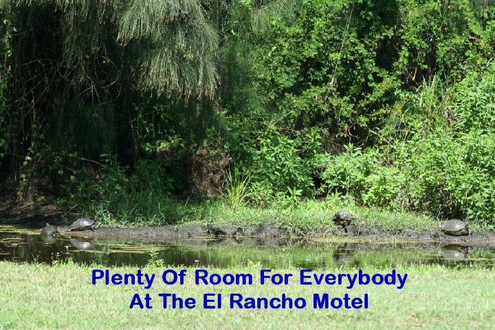 ElR_Turtles_4_2012 (Small).JPG